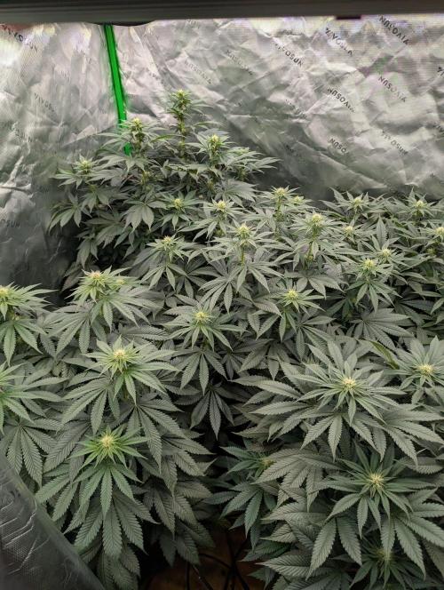 Pepe Silva and Sour Cherry Diesel. Week 9 - SCD