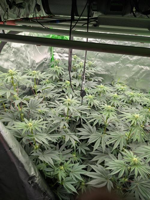 Pepe Silva and Sour Cherry Diesel. Week 9 - Pepe Silva