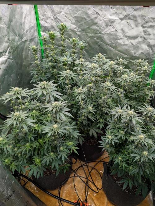 Pepe Silva and Sour Cherry Diesel. Week 10 - SCD