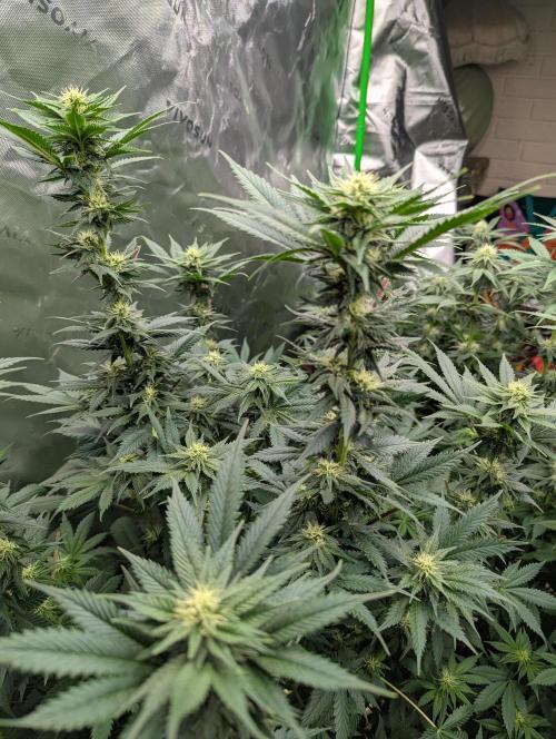 Pepe Silva and Sour Cherry Diesel. Week 10 - SCD