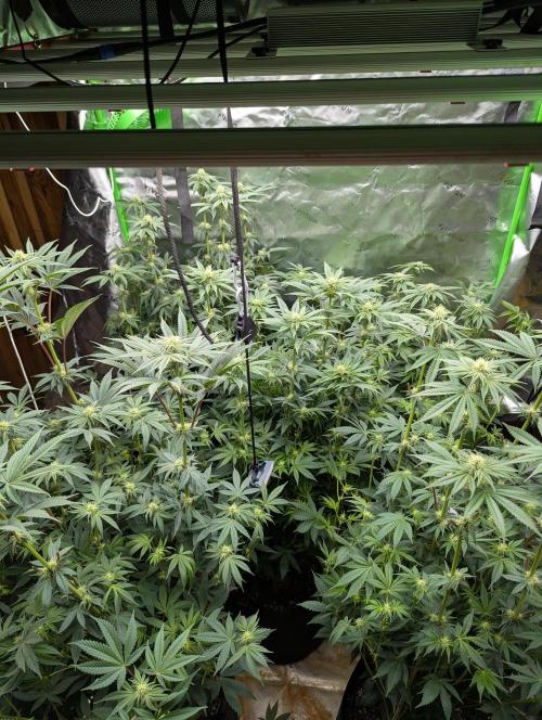 Pepe Silva and Sour Cherry Diesel. Week 10 - Pepe Silvia