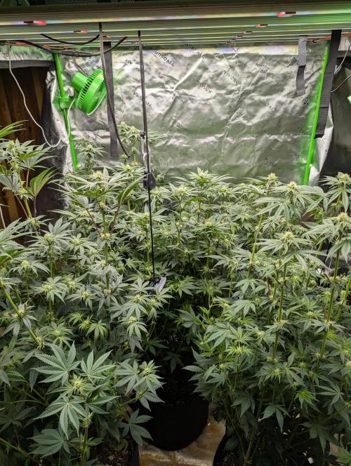 Pepe Silva and Sour Cherry Diesel. Week 10 - Pepe Silvia