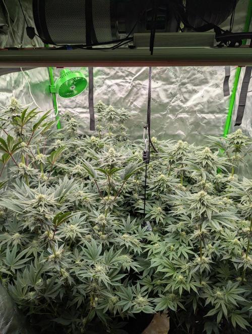 Pepe Silva and Sour Cherry Diesel. Week 11 - Pepe Silvia Tent