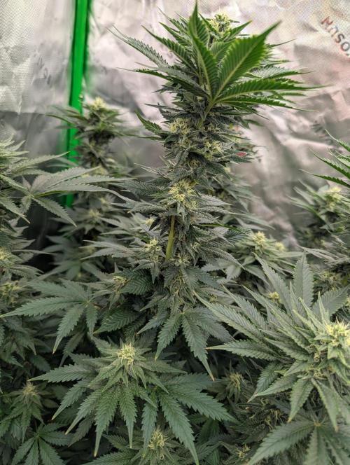 Pepe Silva and Sour Cherry Diesel. Week 11 - Tall pheno SCD stacking