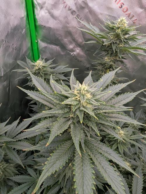 Pepe Silva and Sour Cherry Diesel. Week 11 - Tall pheno SCD top