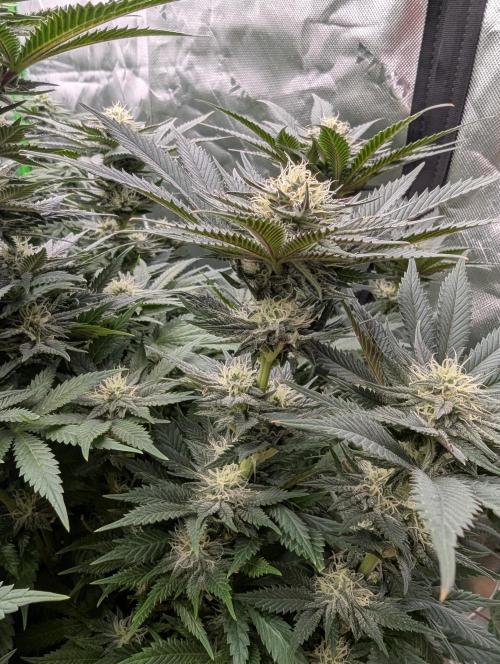 Pepe Silva and Sour Cherry Diesel. Week 11 - Short pheno SDC stacking
