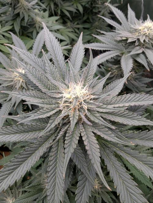 Pepe Silva and Sour Cherry Diesel. Week 11 - Short pheno SDC top