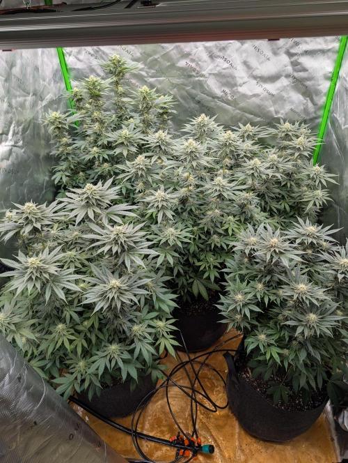 Pepe Silva and Sour Cherry Diesel. Week 11 - SCD Tent