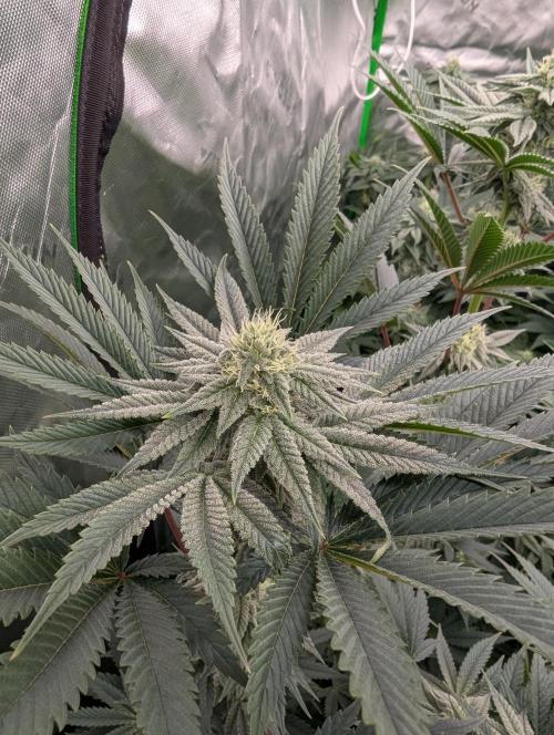 Pepe Silva and Sour Cherry Diesel. Week 11 - Pepe Silvia Top