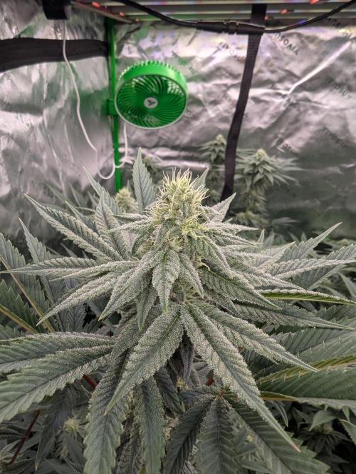 Pepe Silva and Sour Cherry Diesel. Week 11 - Pepe Silvia Top