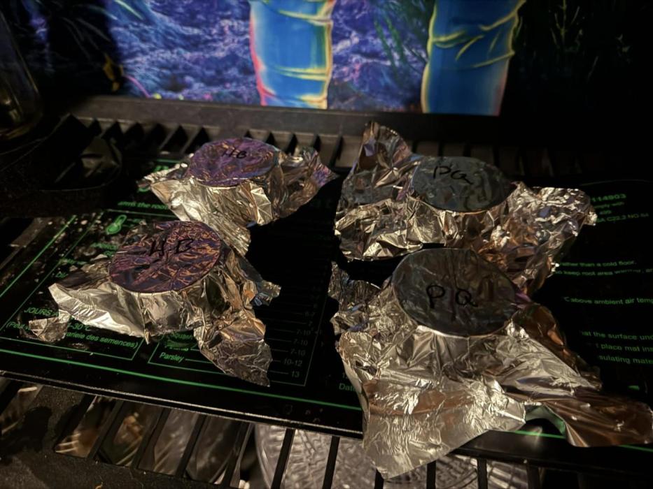 Purple Queen - Hulkberry - El Patron. Week 0