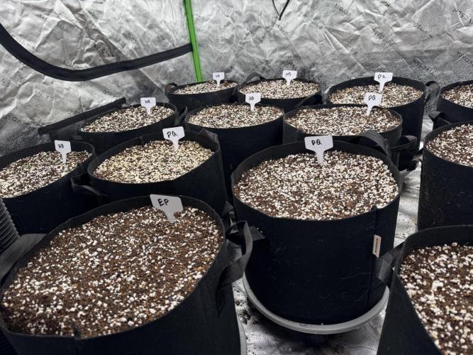 Purple Queen - Hulkberry - El Patron. Week 1