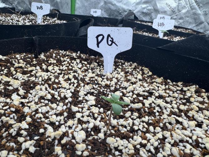 Purple Queen - Hulkberry - El Patron. Week 1