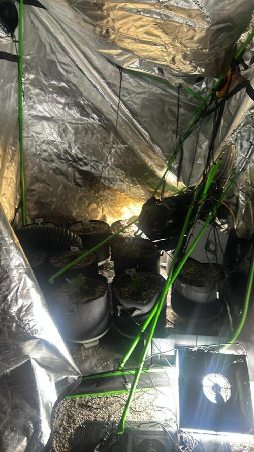 Purple Queen - Hulkberry - El Patron. Week 2