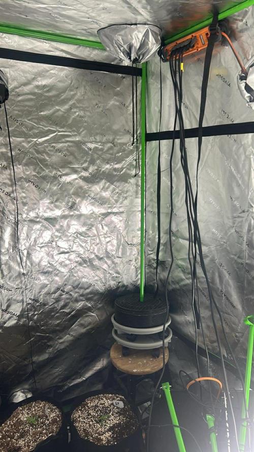 Purple Queen - Hulkberry - El Patron. Week 2