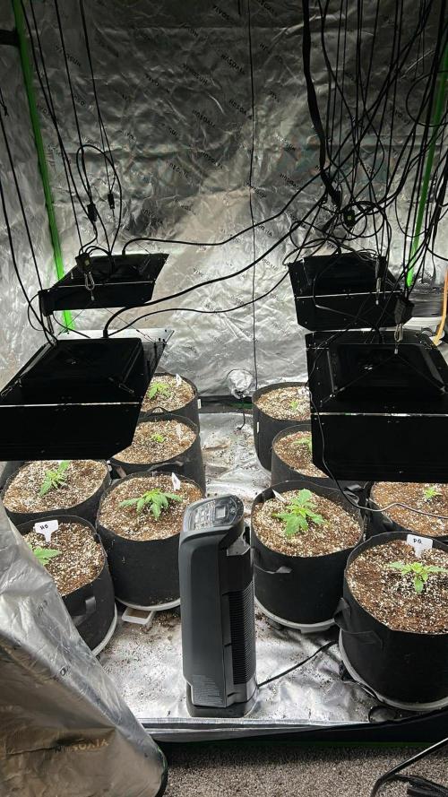 Purple Queen - Hulkberry - El Patron. Week 2