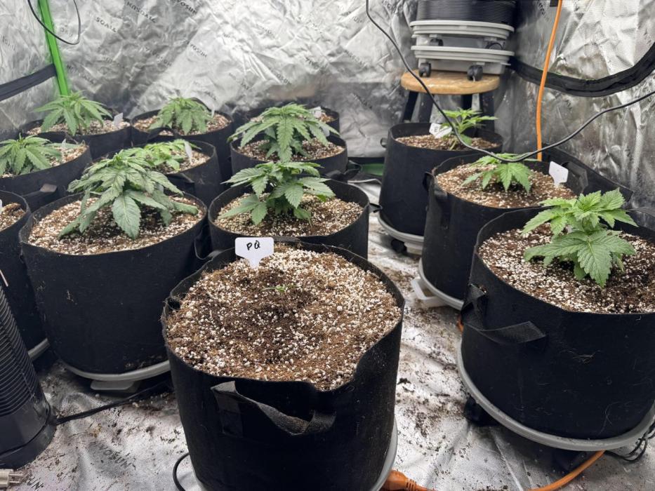 Purple Queen - Hulkberry - El Patron. Week 3