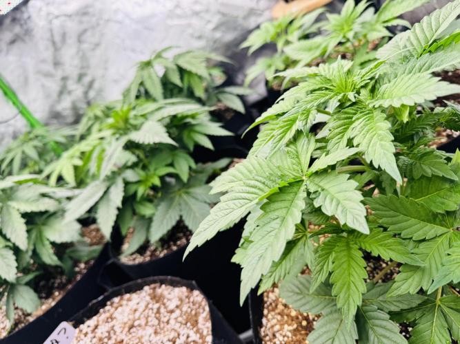 Purple Queen - Hulkberry - El Patron. Week 4