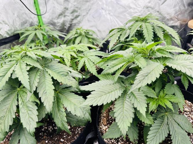 Purple Queen - Hulkberry - El Patron. Week 4