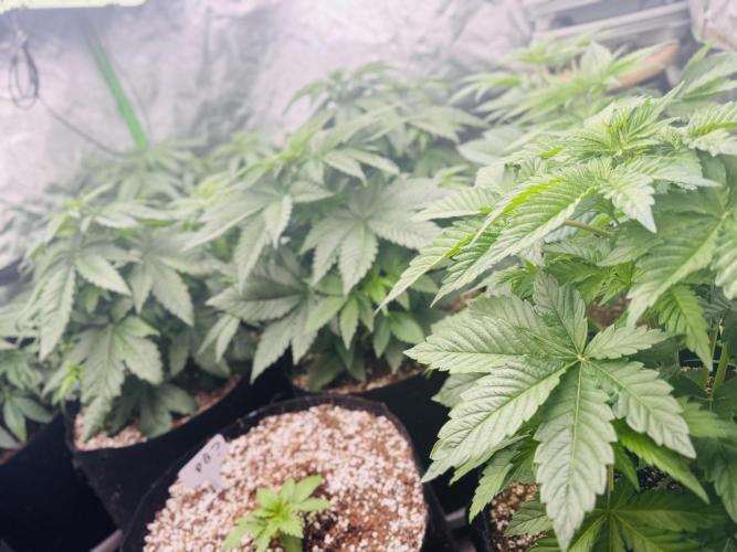 Purple Queen - Hulkberry - El Patron. Week 5