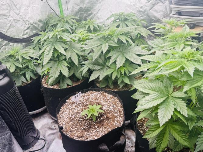 Purple Queen - Hulkberry - El Patron. Week 5