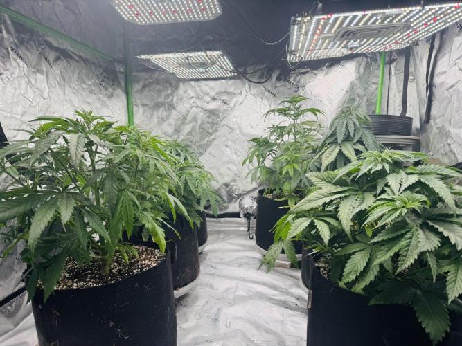 Purple Queen - Hulkberry - El Patron. Week 6