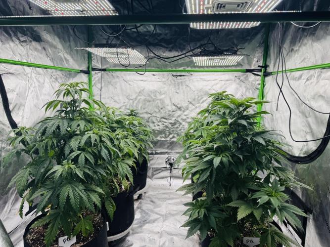 Purple Queen - Hulkberry - El Patron. Week 7