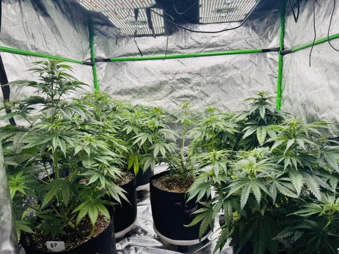 Purple Queen - Hulkberry - El Patron. Week 7