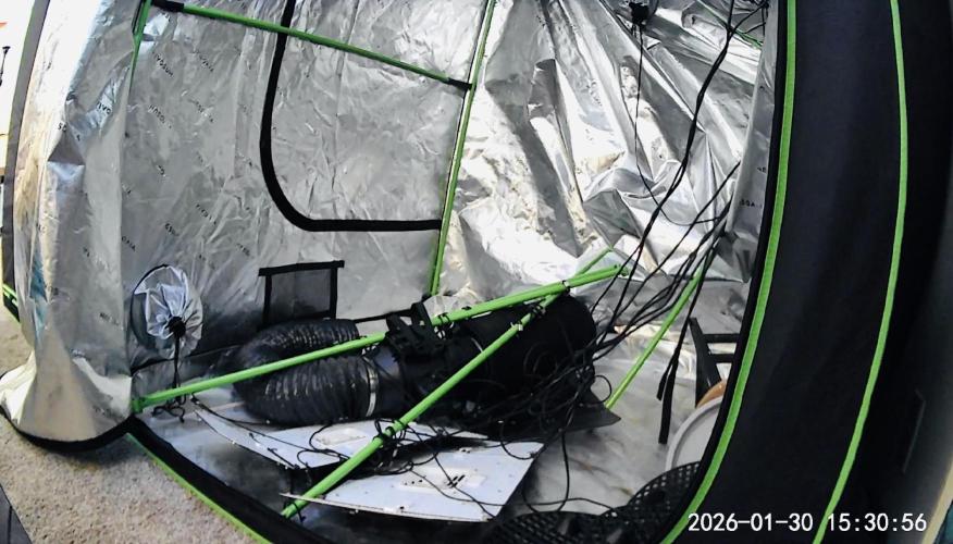 Purple Queen - Hulkberry - El Patron. Week 7