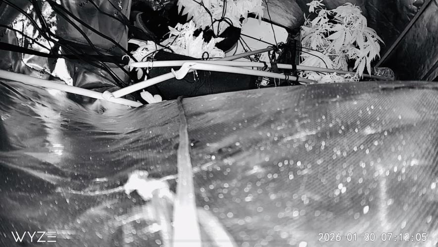 Purple Queen - Hulkberry - El Patron. Week 7