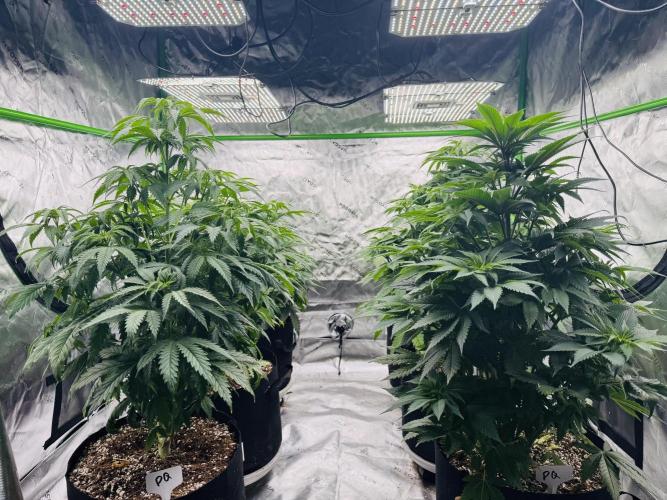 Purple Queen - Hulkberry - El Patron. Week 8