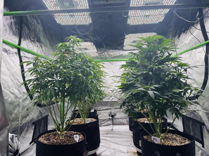 Purple Queen - Hulkberry - El Patron. Week 9