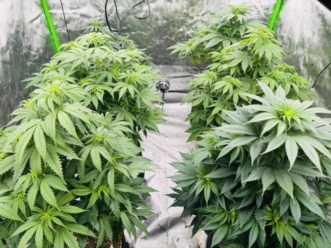 Purple Queen - Hulkberry - El Patron. Week 9