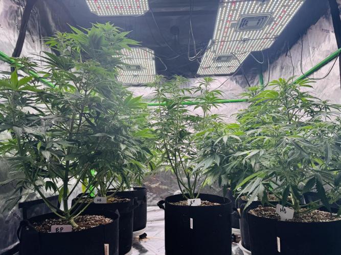 Purple Queen - Hulkberry - El Patron. Week 9