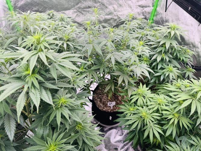 Purple Queen - Hulkberry - El Patron. Week 9