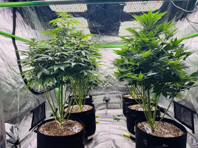 Purple Queen - Hulkberry - El Patron. Week 10