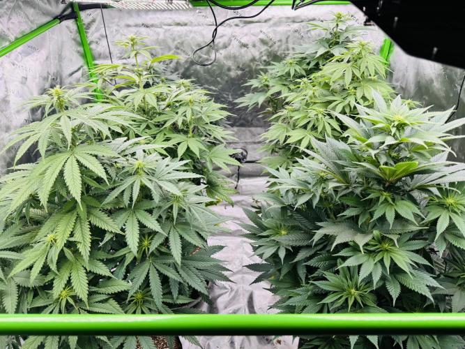 Purple Queen - Hulkberry - El Patron. Week 10