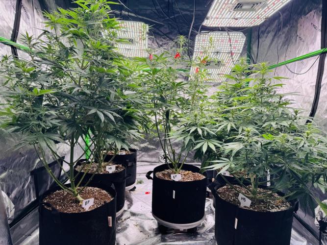 Purple Queen - Hulkberry - El Patron. Week 10