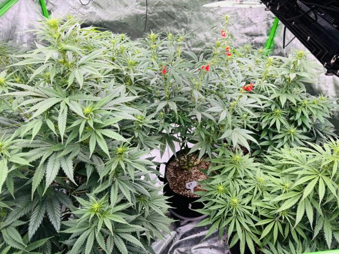 Purple Queen - Hulkberry - El Patron. Week 10
