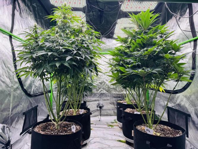 Purple Queen - Hulkberry - El Patron. Week 11