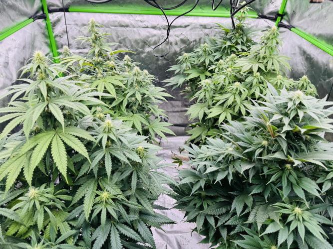 Purple Queen - Hulkberry - El Patron. Week 11