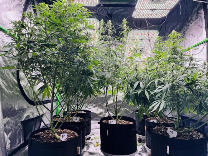 Purple Queen - Hulkberry - El Patron. Week 11