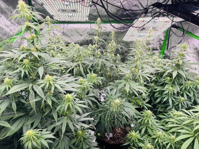 Purple Queen - Hulkberry - El Patron. Week 11
