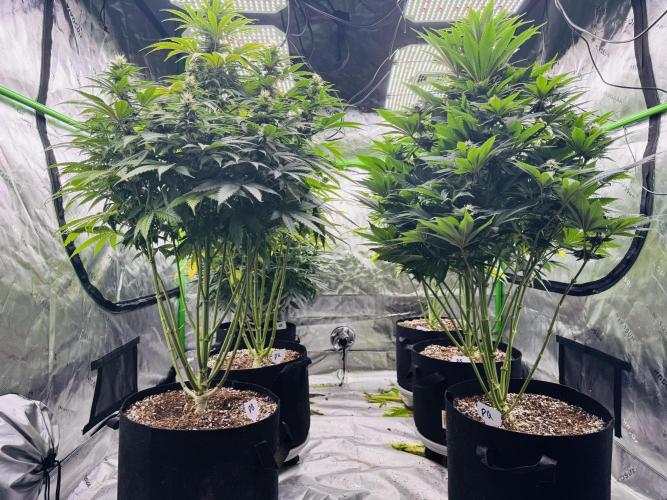 Purple Queen - Hulkberry - El Patron. Week 12