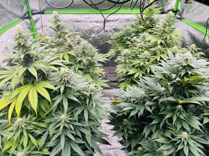 Purple Queen - Hulkberry - El Patron. Week 12