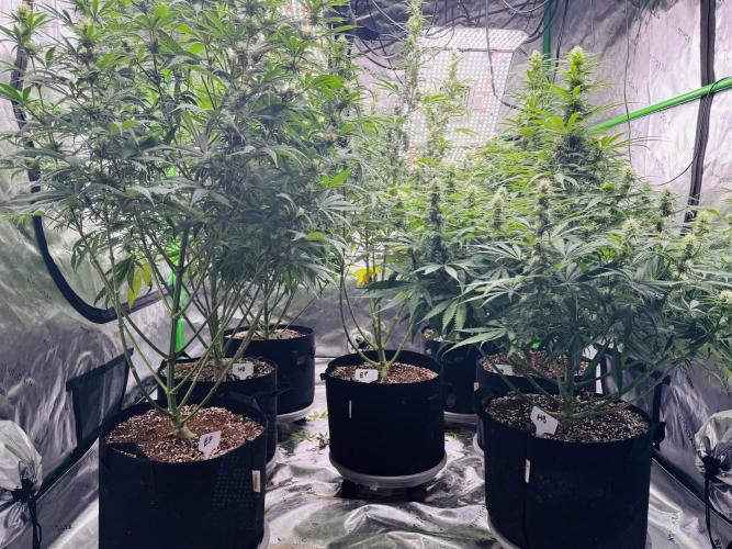 Purple Queen - Hulkberry - El Patron. Week 12