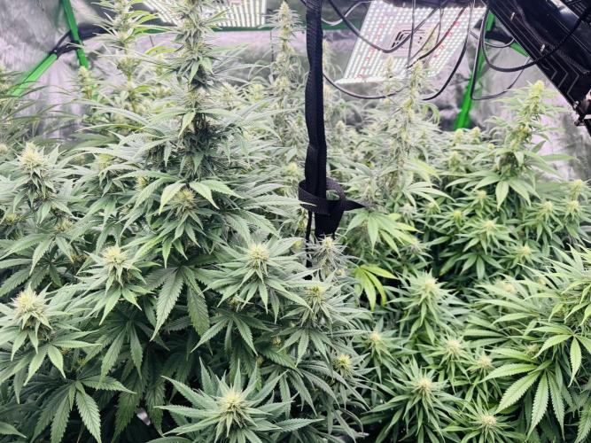 Purple Queen - Hulkberry - El Patron. Week 12