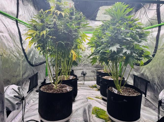 Purple Queen - Hulkberry - El Patron. Week 13