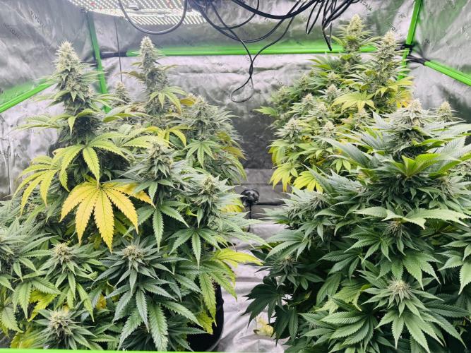 Purple Queen - Hulkberry - El Patron. Week 13