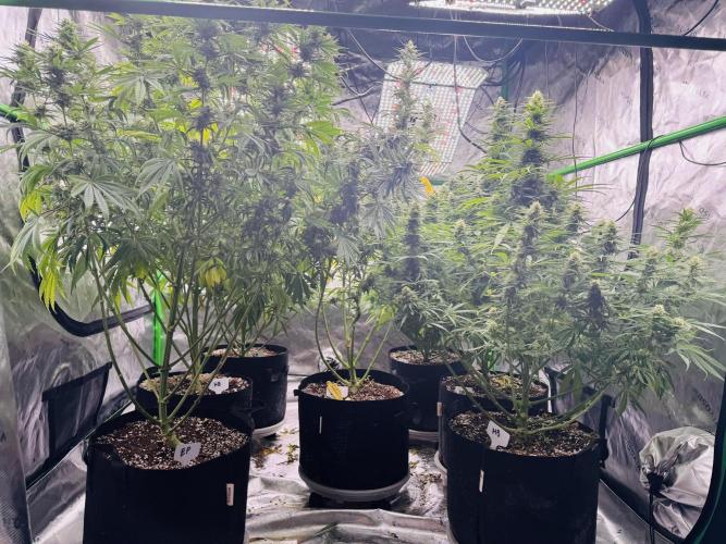 Purple Queen - Hulkberry - El Patron. Week 13